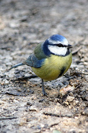 blue-tit.jpg