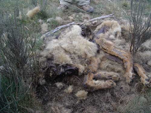 Dead Wolves