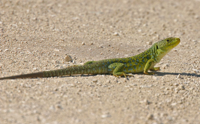 Lizard eating tradition