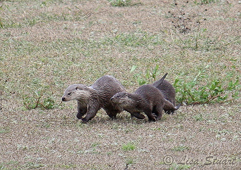 otters_running otters_running