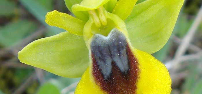 Ophrys lutea