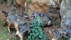 Lobos en el recinto de Cabárceno / Teresa Cobo